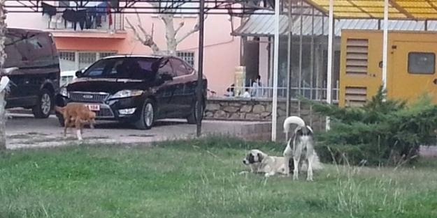 Mut’ta Başıboş Köpekler Korku Saçıyor