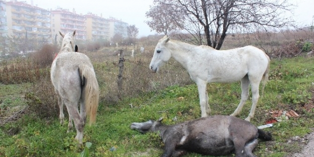 Dostluğun Böylesi Görülmedi