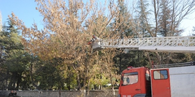 Saraycık Caddesi’nde Ağaç Budama