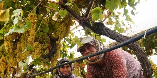 Sarıgöl’de Üzüm Üreticileri Sıkıntılı