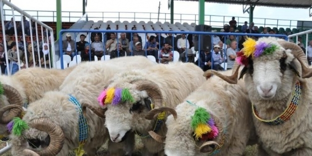 Ordu’da Koyun Yetiştiriciliği Artıyor