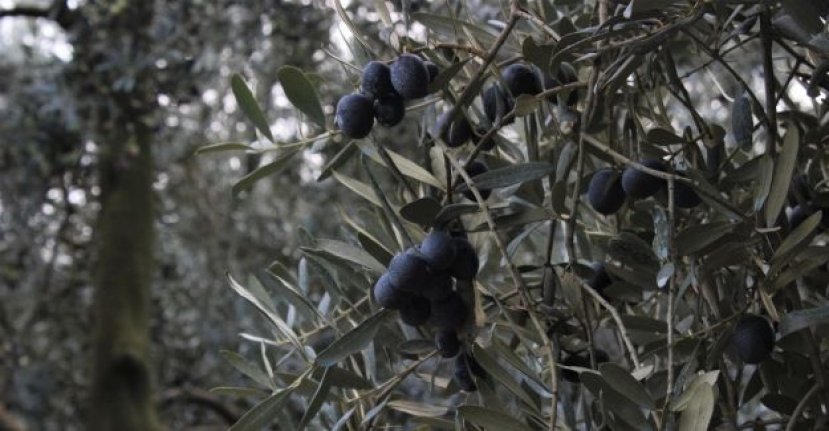 Bursa'da zeytin hasadı başladı! Fabrikalar 24 Saat Çalışıyor