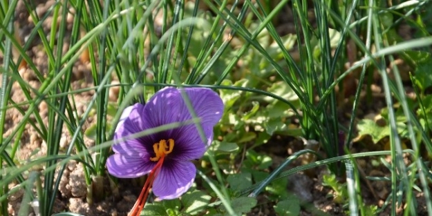 Safran Hasadı Başladı