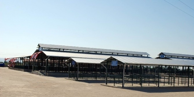 Salihli’de Mavi Dil Hastalığı Tespit Edildi