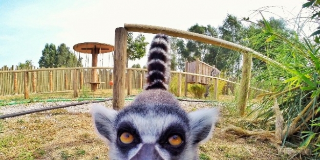 İzmir Doğal Yaşam Parkı’nda Foto Safari