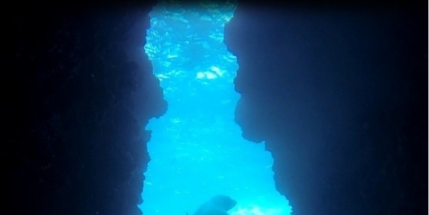 Kuşadası’nda Akdeniz Foku Görüntülendi