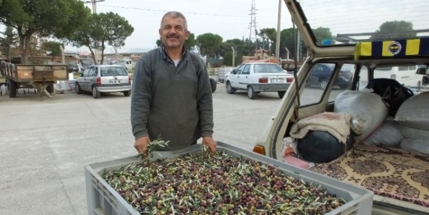 Zeytinde İlaçlama Yağda Kaliteyi Arttırdı