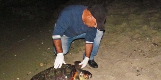 Kuşadası’nda Bir Caretta Caretta Ölüsü Daha Bulundu