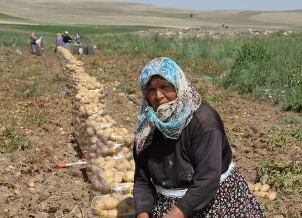 Nevşehir’de Kışlık Patates Hasadı Tamamlandı