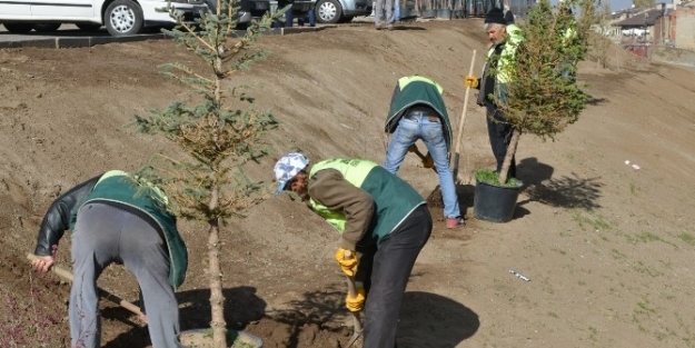 Kırmacı Semtine Kasım Ağacı