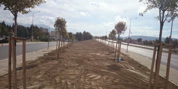 Büyükşehir’den, Kavşaklara “egzoza Dayanıklı” Ağaç