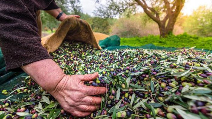 Zeytin üretiminde rekor artış