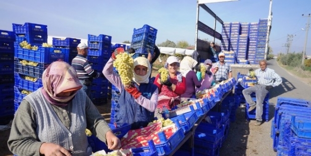 Sarıgöl Ovası 3 Bin 500 Kişinin Ekmek Kapısı Oldu