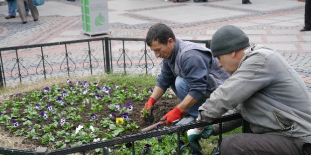 Saraçlar Menekşe İle Süslendi
