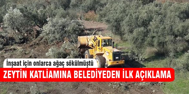 Mudanya'daki ağaç katliamına belediyeden açıklama!
