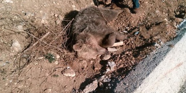 Kelkit’te Yavru Ayıya Araç Çarpti