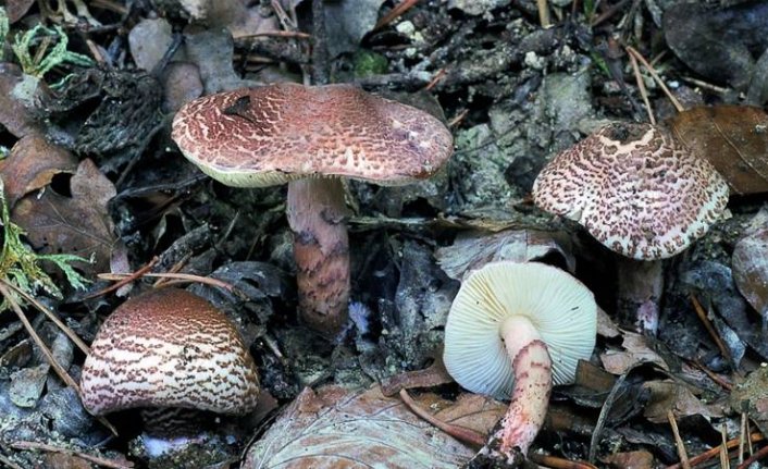 Topladıkları mantarları yiyen bir kişi öldü, 2'si yoğun bakımda